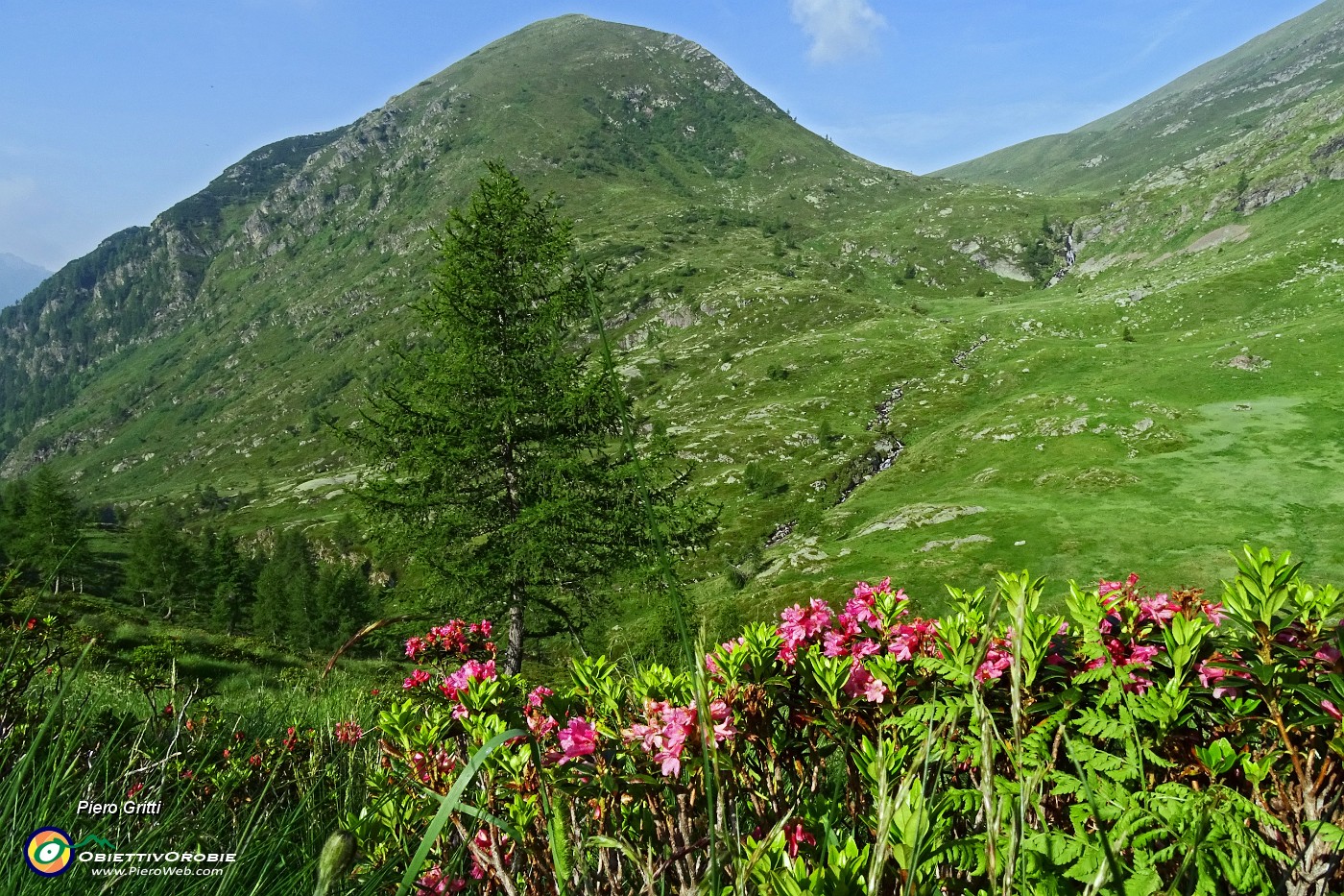 13 Rododendri in fiore con Monte Busna (2136 m).JPG -                                